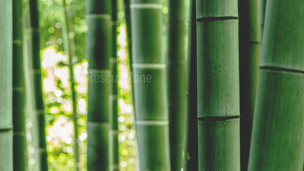 sustainable Building Materials for Homes