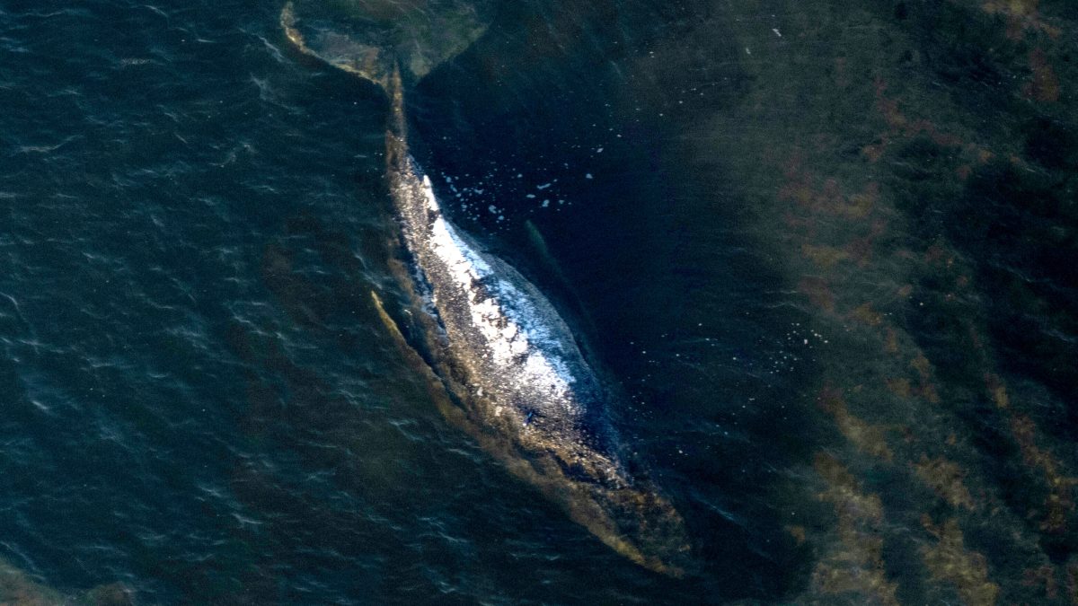 Germany Denmark Whale