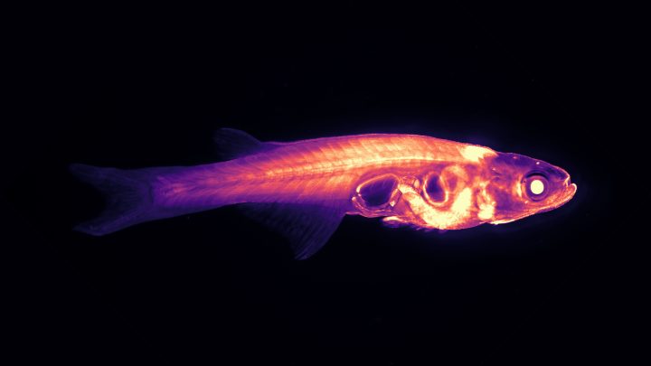 Is a transparent fish the future of brain science? This center is betting on it