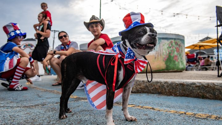 Tips for taking care of your pets when fireworks are booming