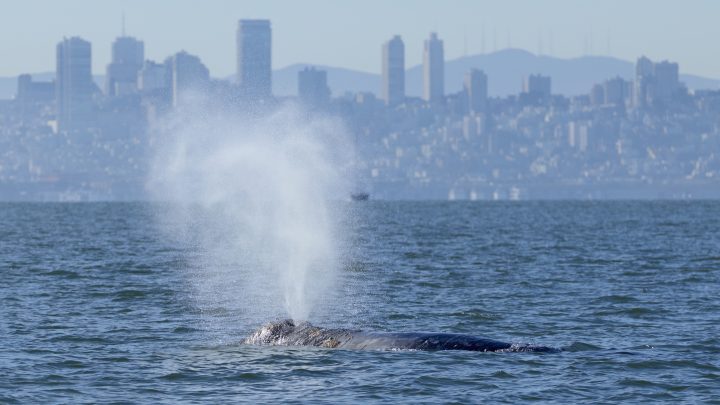 Whales are showing up in San Francisco Bay. New ship alerts could help protect them