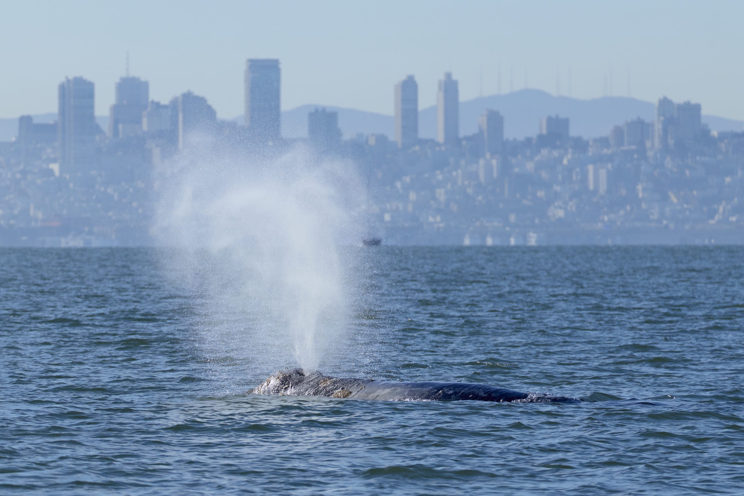Whales are showing up in San Francisco Bay. New ship alerts could help protect them