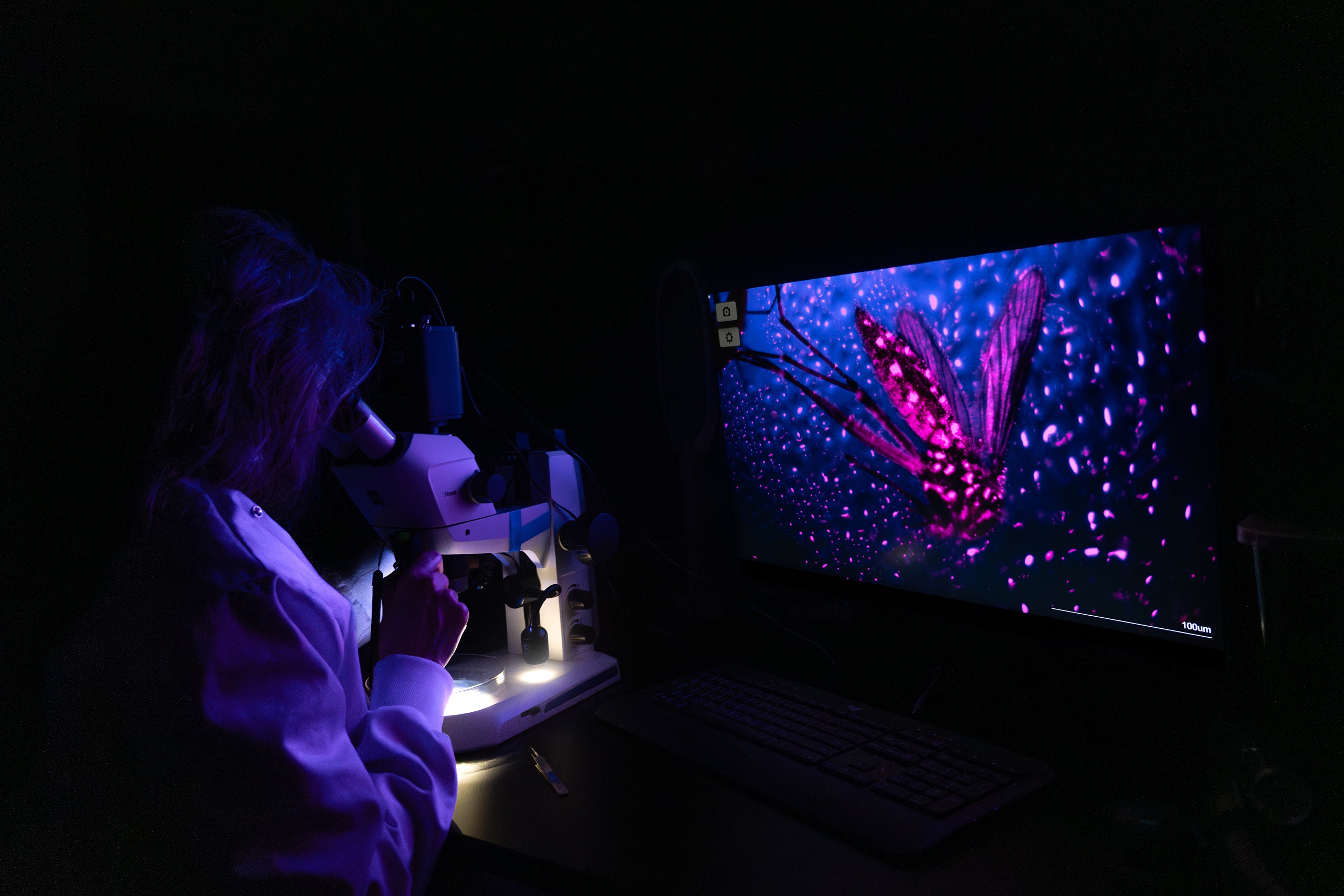 From neon mosquitoes to winged migrations, top images captured by scientists