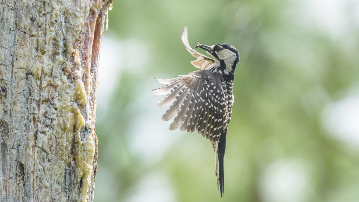 Red-cockaded woodpecker flying into nesting cavity in longleaf pine tree