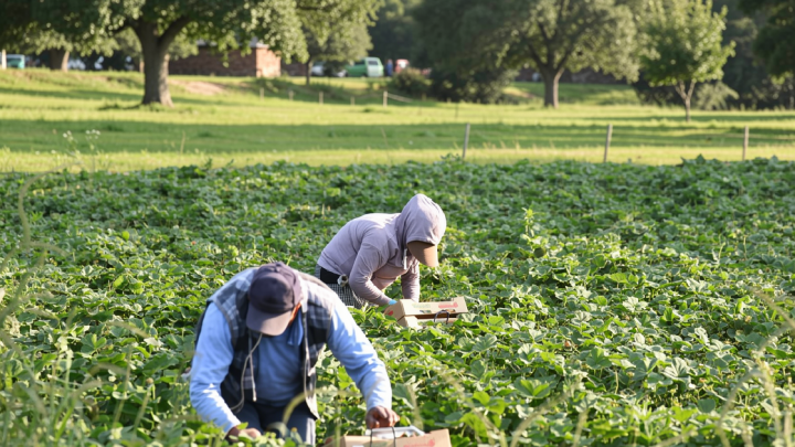 One U.S. visa program is growing rapidly. No one is happy with it