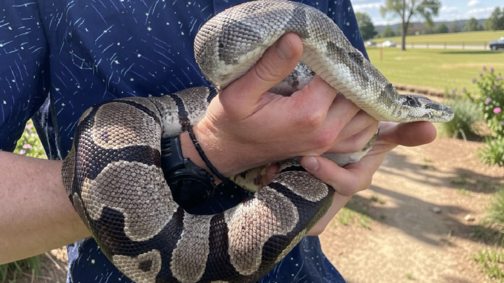 Pythons’ extreme biology may hold clues for treating human disease
