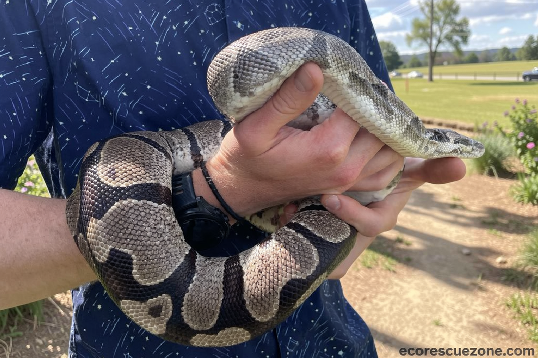 Pythons’ extreme biology may hold clues for treating human disease