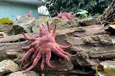 Billions of sea stars have died. A Northwest tribe is trying to save the species