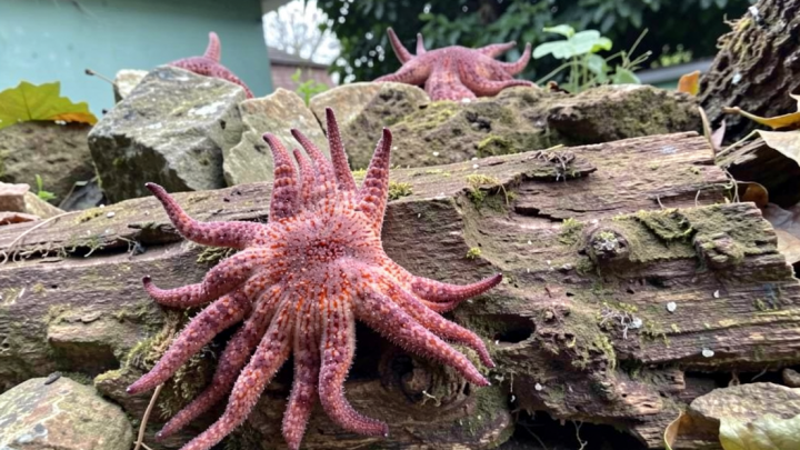 Billions of sea stars have died. A Northwest tribe is trying to save the species