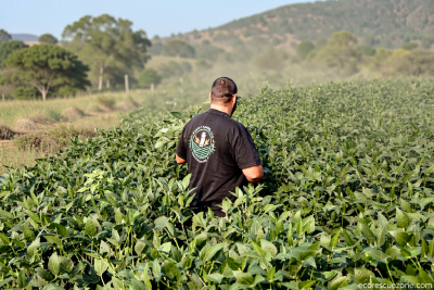 The Iran war and tariffs are costing farmers. Will Republicans pay in November?