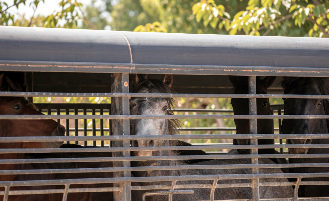 Federal government thins the herds of wild horses in Colorado