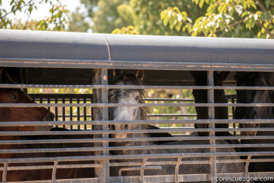 Federal government thins the herds of wild horses in Colorado