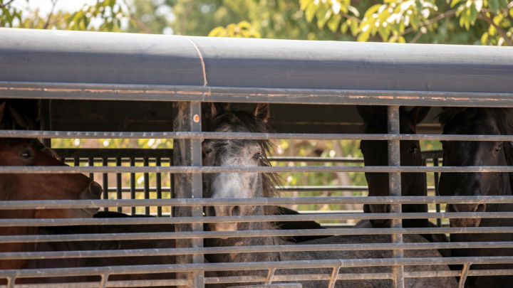 Federal government thins the herds of wild horses in Colorado