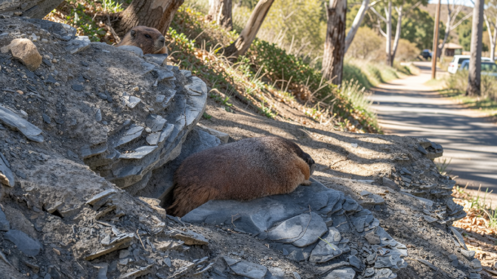 Exclusive: Meet the inaugural winner of Fat Marmot Week